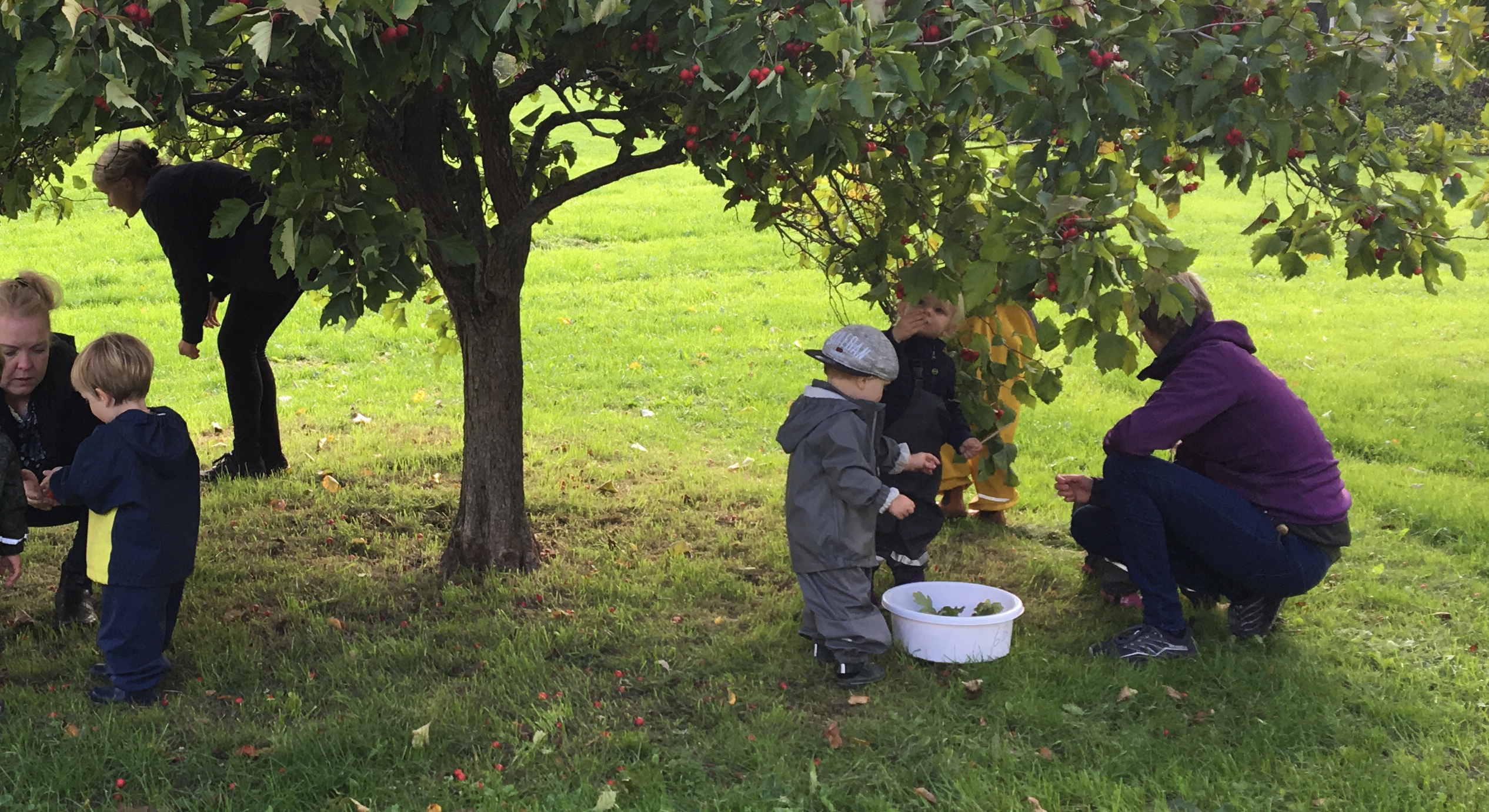 Børn plukker æbler